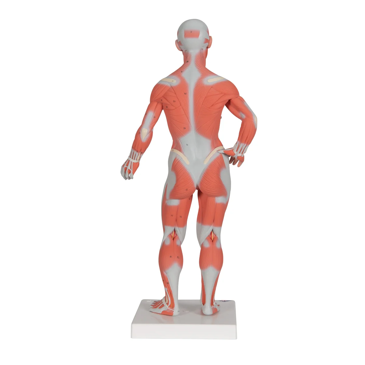 1/3 Life-Size Human Muscle Figure, 2 part - Image 2