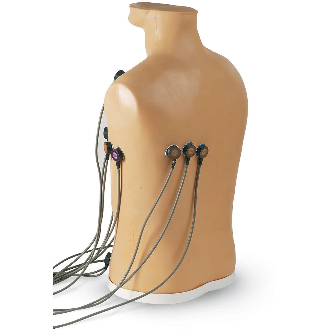15-Lead ECG Placement Trainer - Image 3