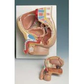 2 Part Male Pelvis - Image 2