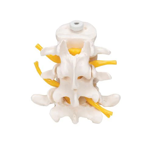 3 Human Lumbar Vertebrae, Flexibly Mounted - Image 4