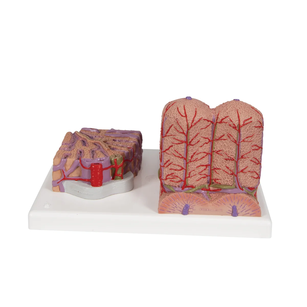 3B MICROanatomy™ Liver Model - Image 2