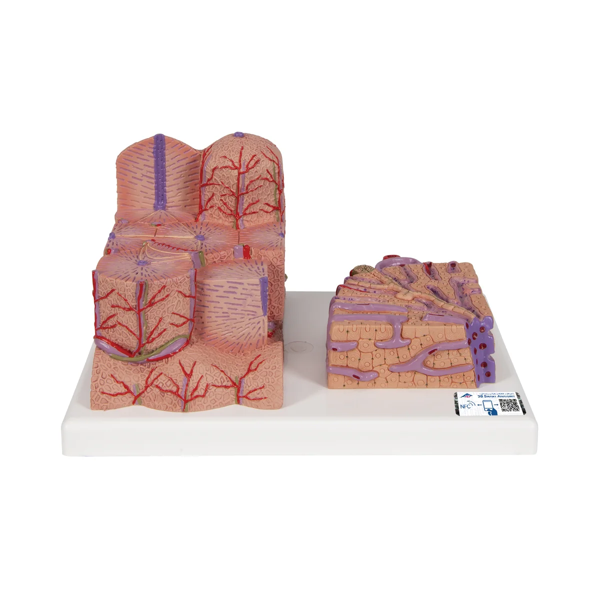 3B MICROanatomy™ Liver Model - Image 3