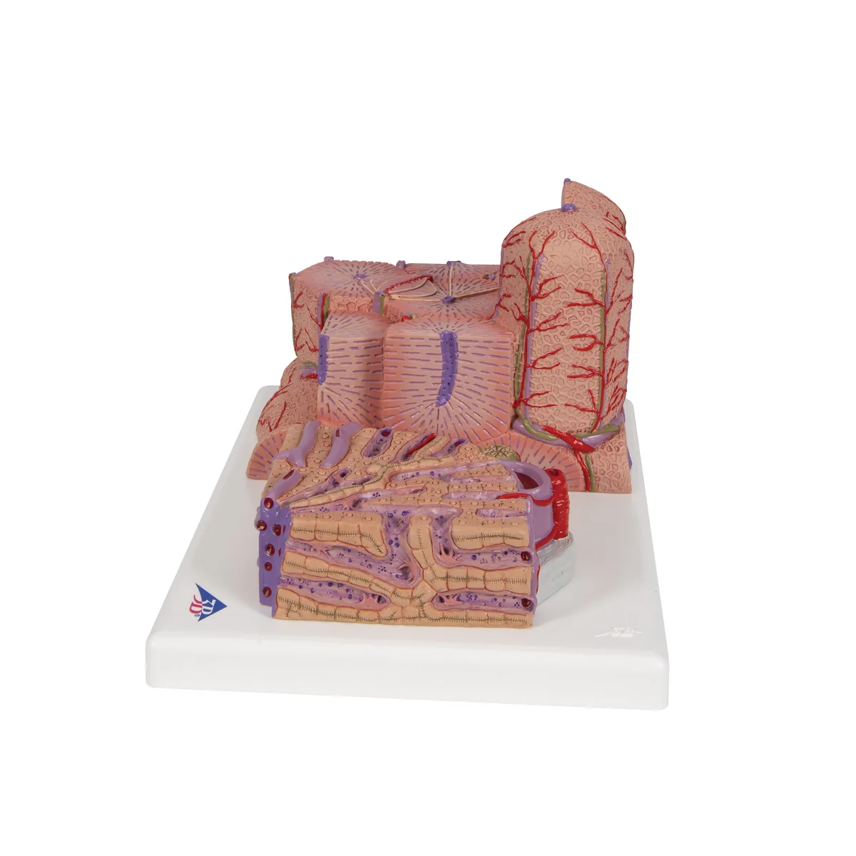 3B MICROanatomy™ Liver Model - Image 4