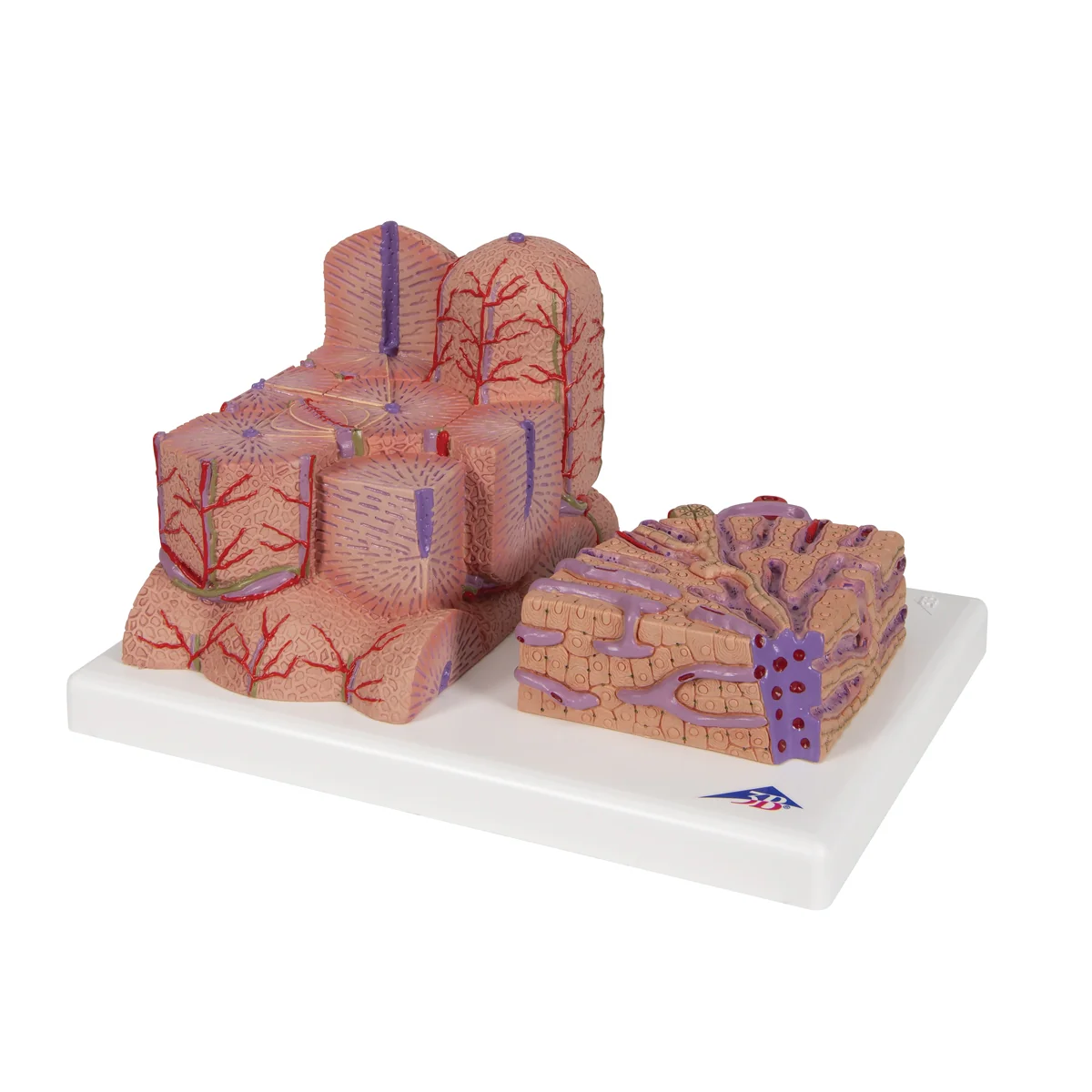 3B MICROanatomy™ Liver Model - Image 5