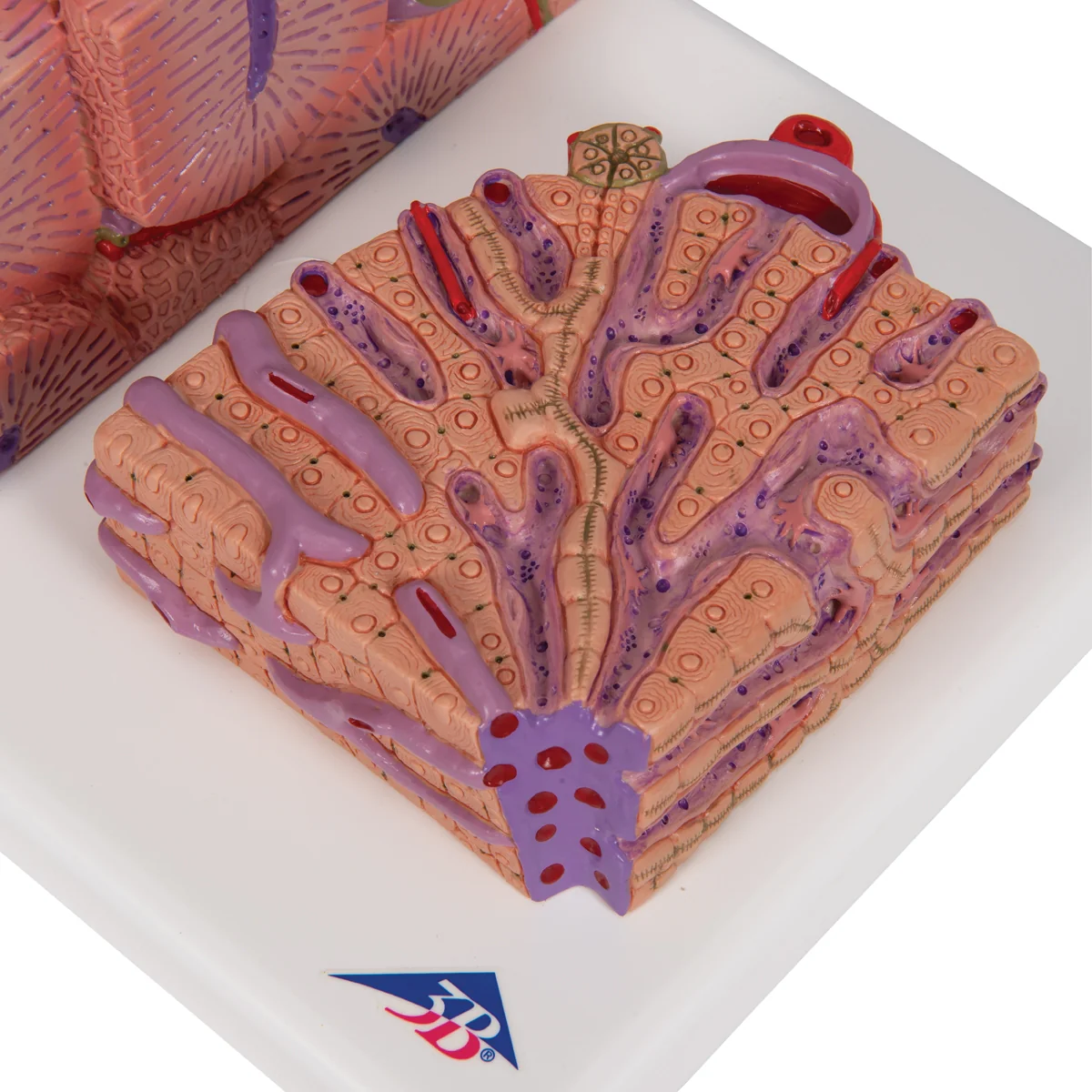 3B MICROanatomy™ Liver Model - Image 6