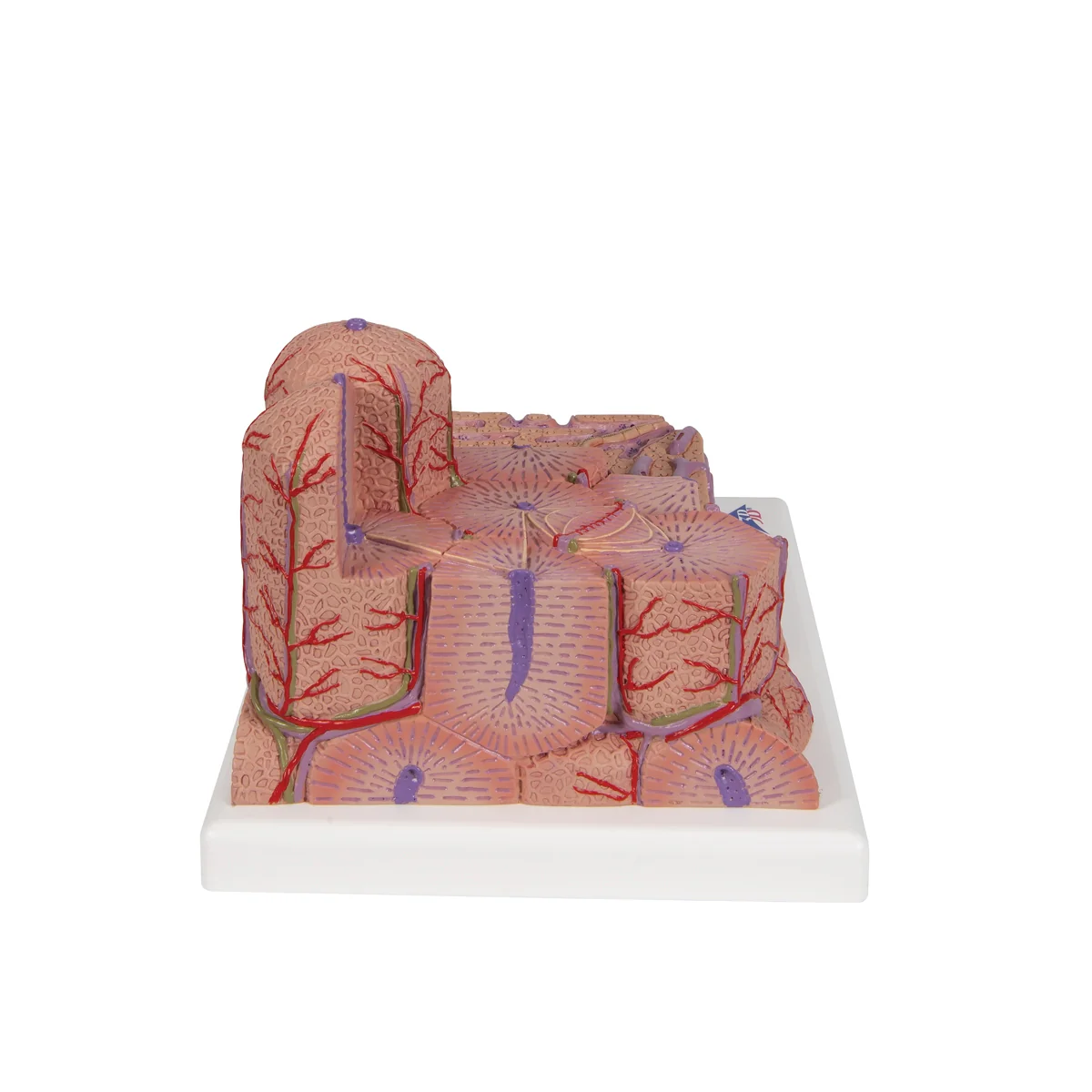 3B MICROanatomy™ Liver Model - Image 7