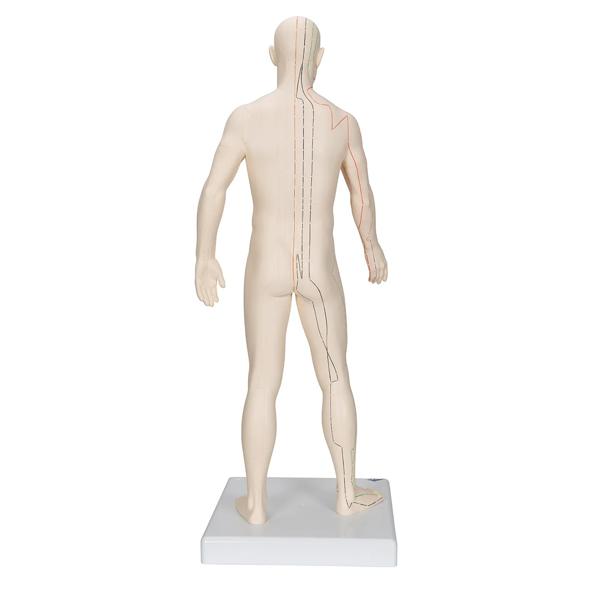 Acupuncture Model, Male - Image 3