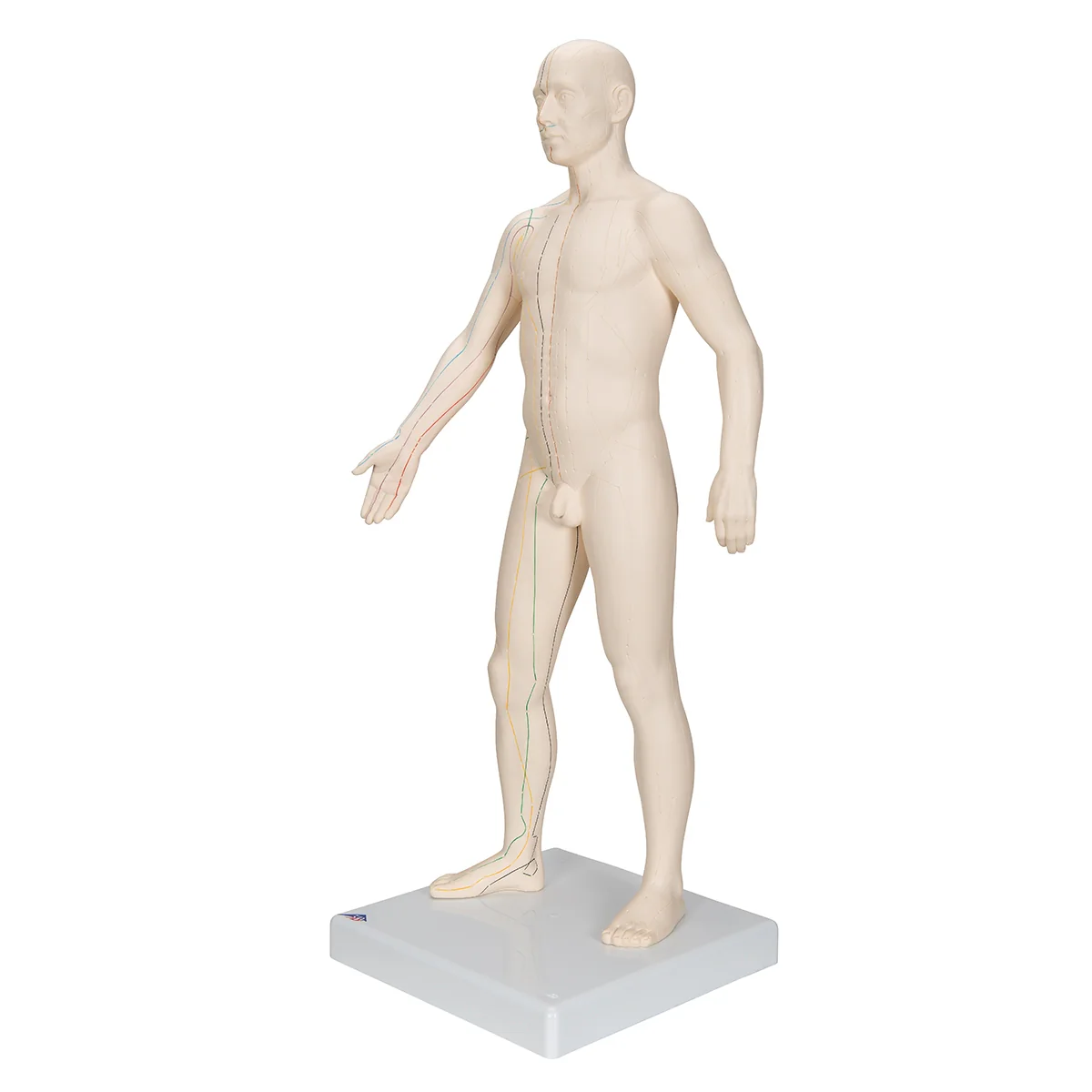 Acupuncture Model, Male - Image 5