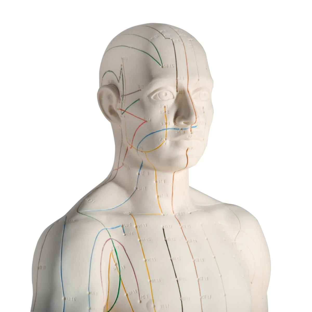 Acupuncture Model, Male - Image 6
