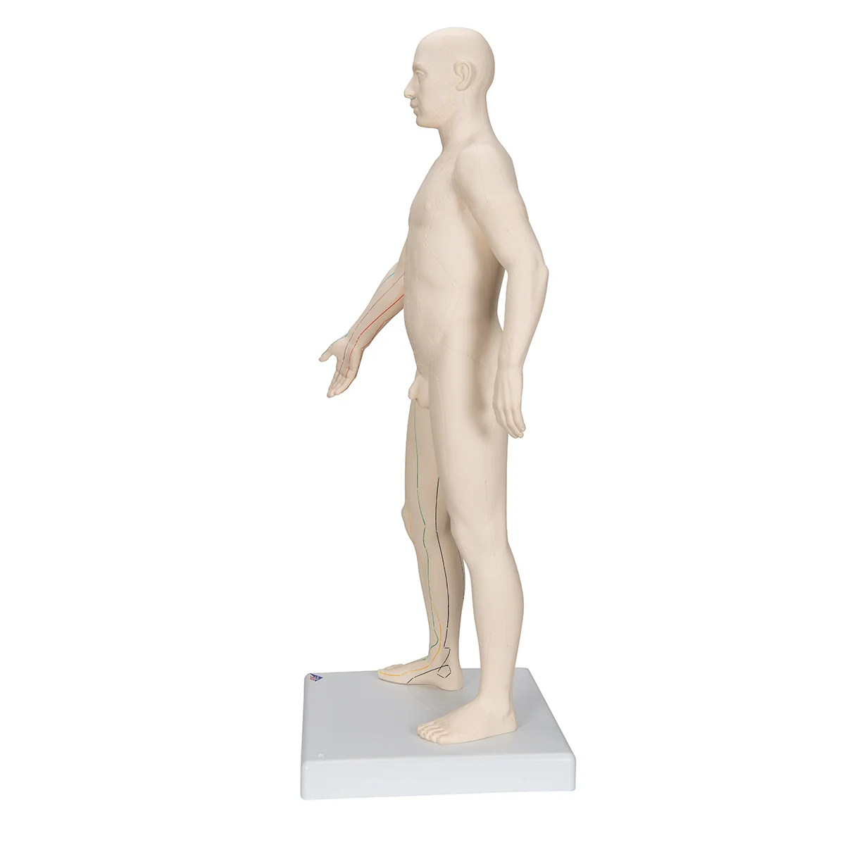Acupuncture Model, Male - Image 8