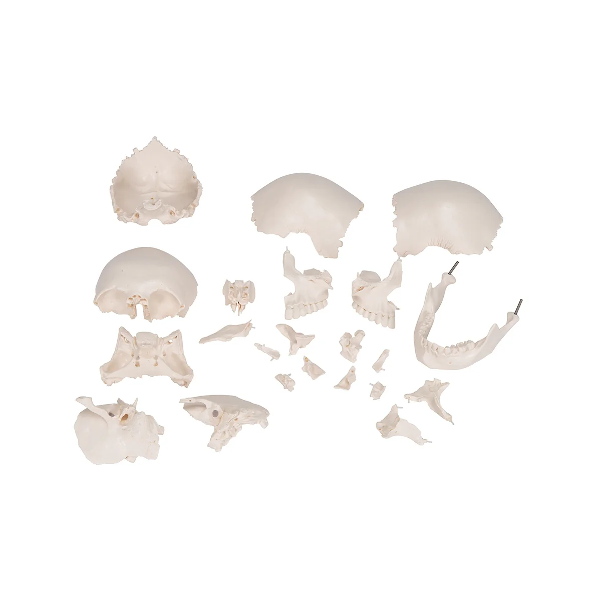 Beauchene Adult Human Skull Model, Bone Colored Version, 22 part - Image 3