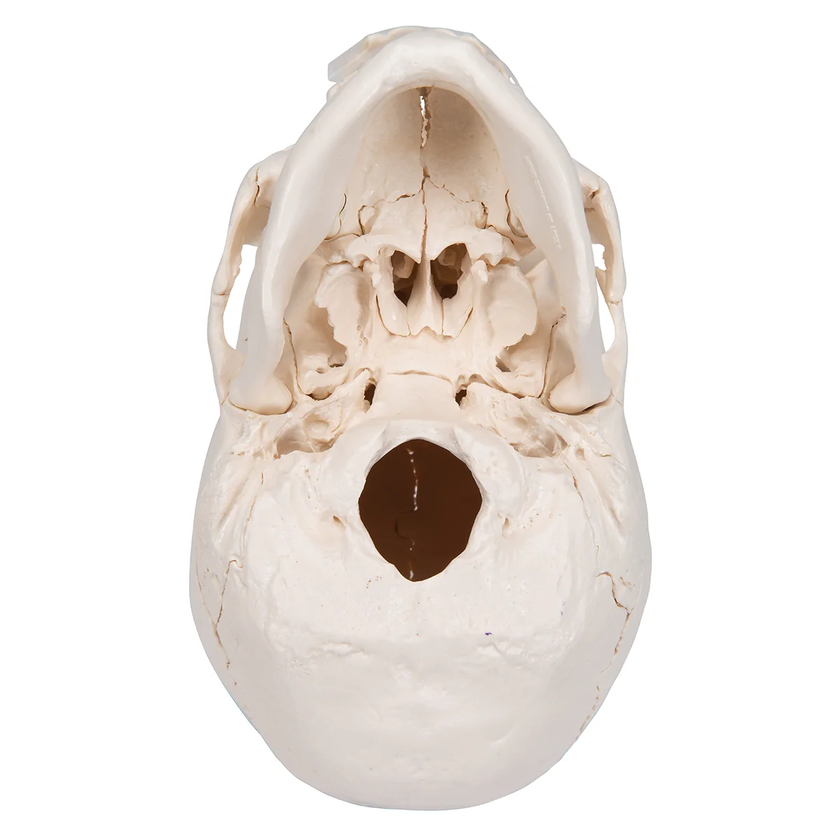 Beauchene Adult Human Skull Model, Bone Colored Version, 22 part - Image 4