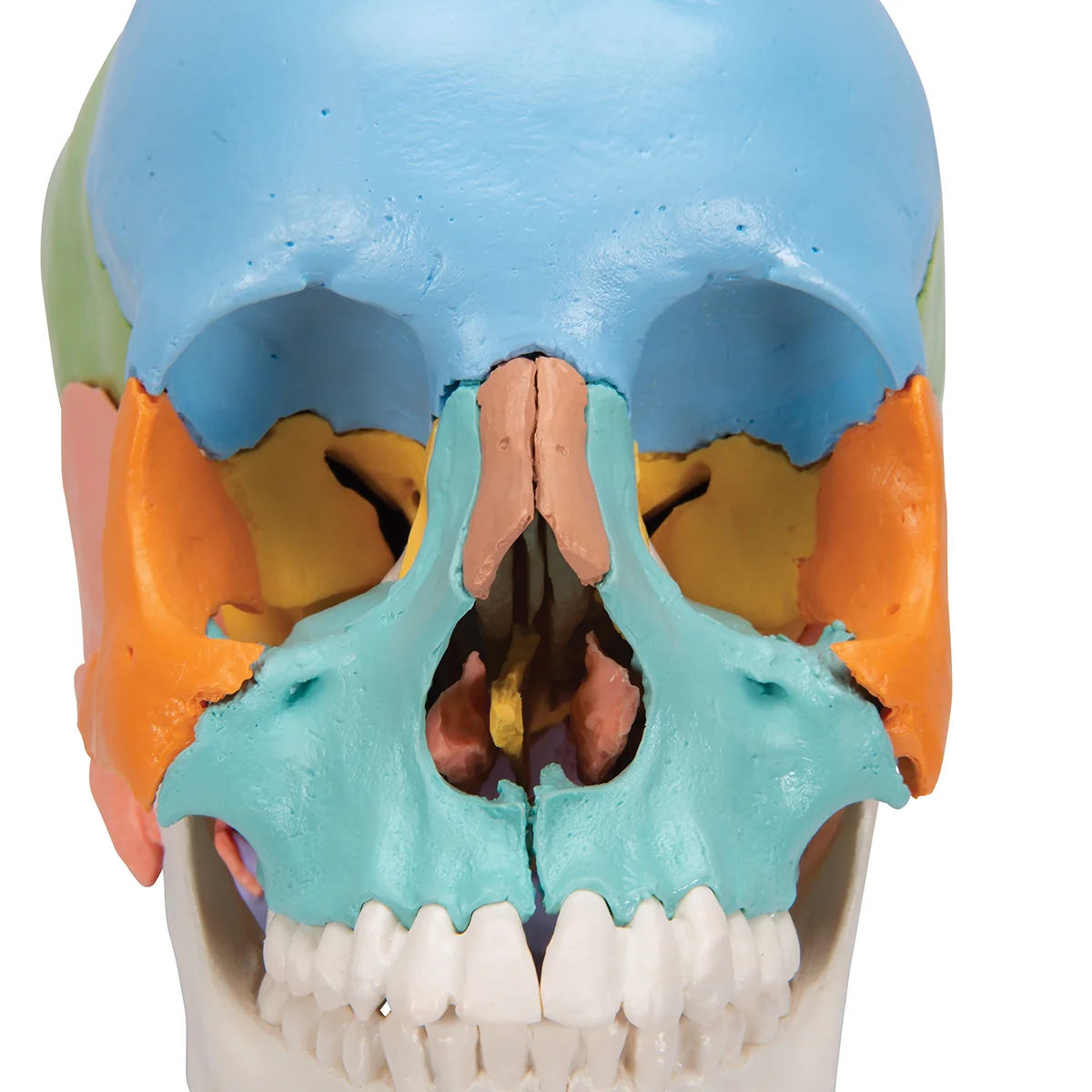 Beauchene Adult Human Skull Model, Didactic Colored Version, 22 part - Image 6