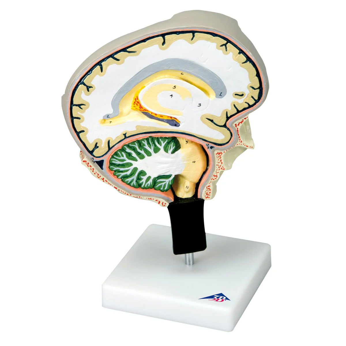 Brain Section Model with Medial and Sagittal Cuts - Image 2