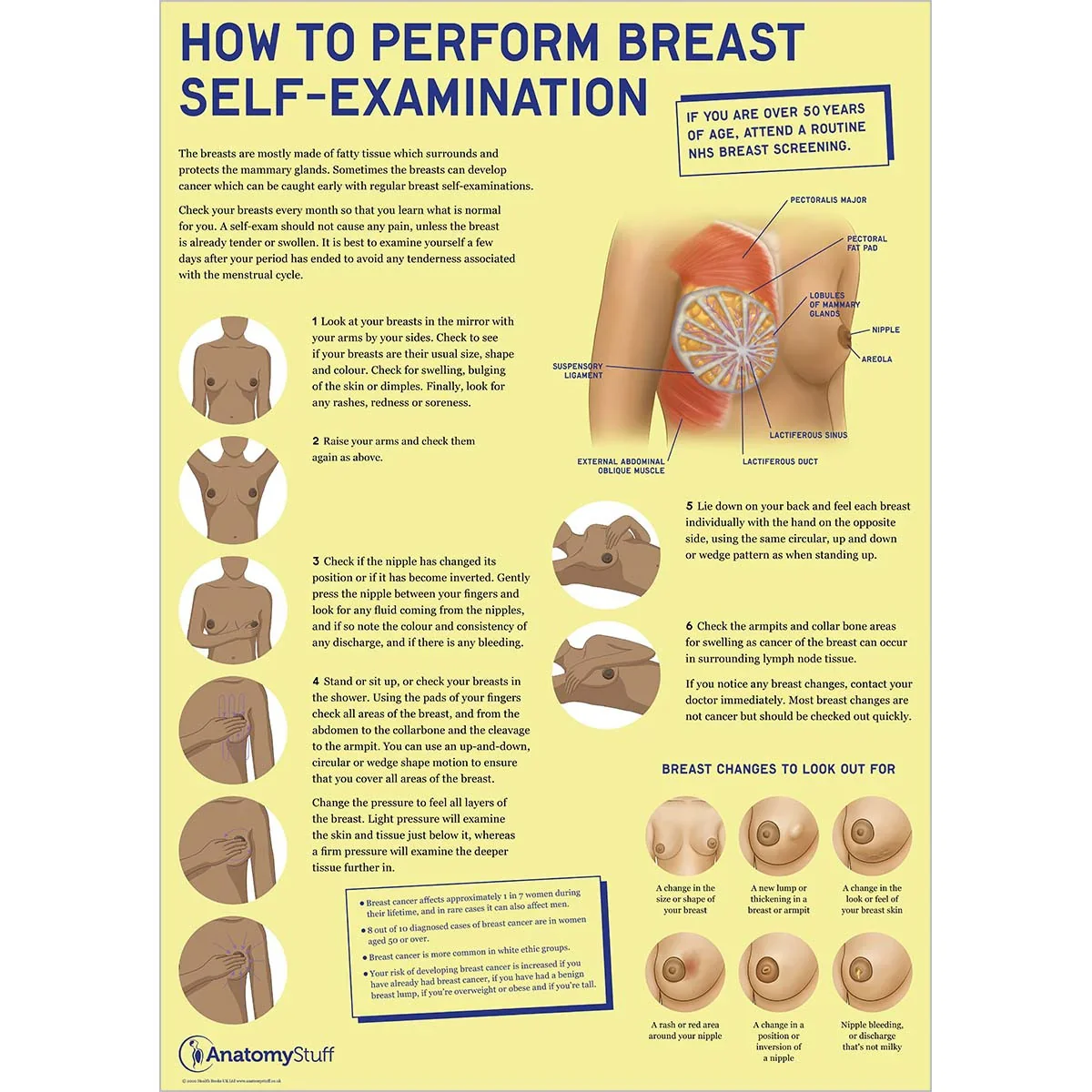 Breast Anatomy & Pathology Collection - Image 2