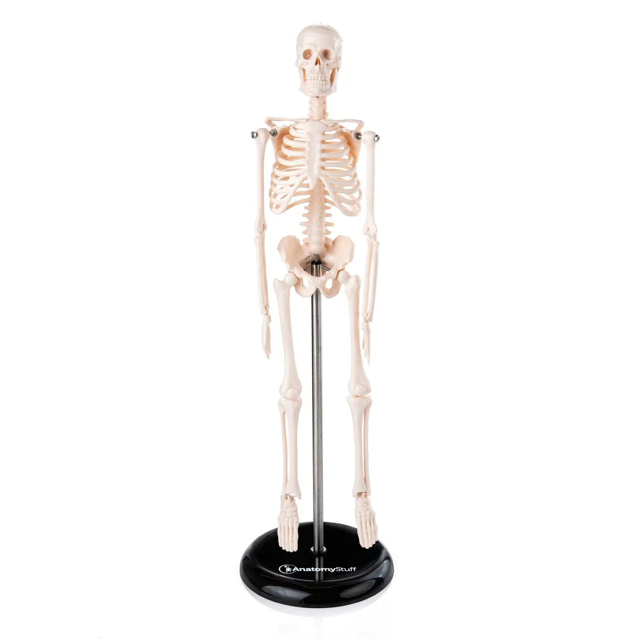 Desktop Mini Skeleton Model