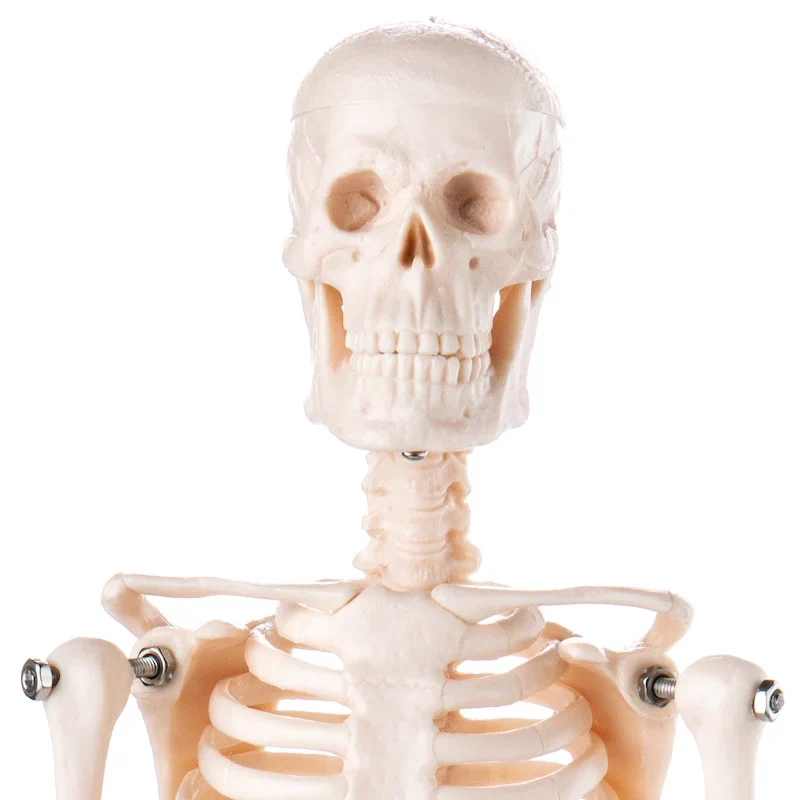 Desktop Mini Skeleton Model - Image 2