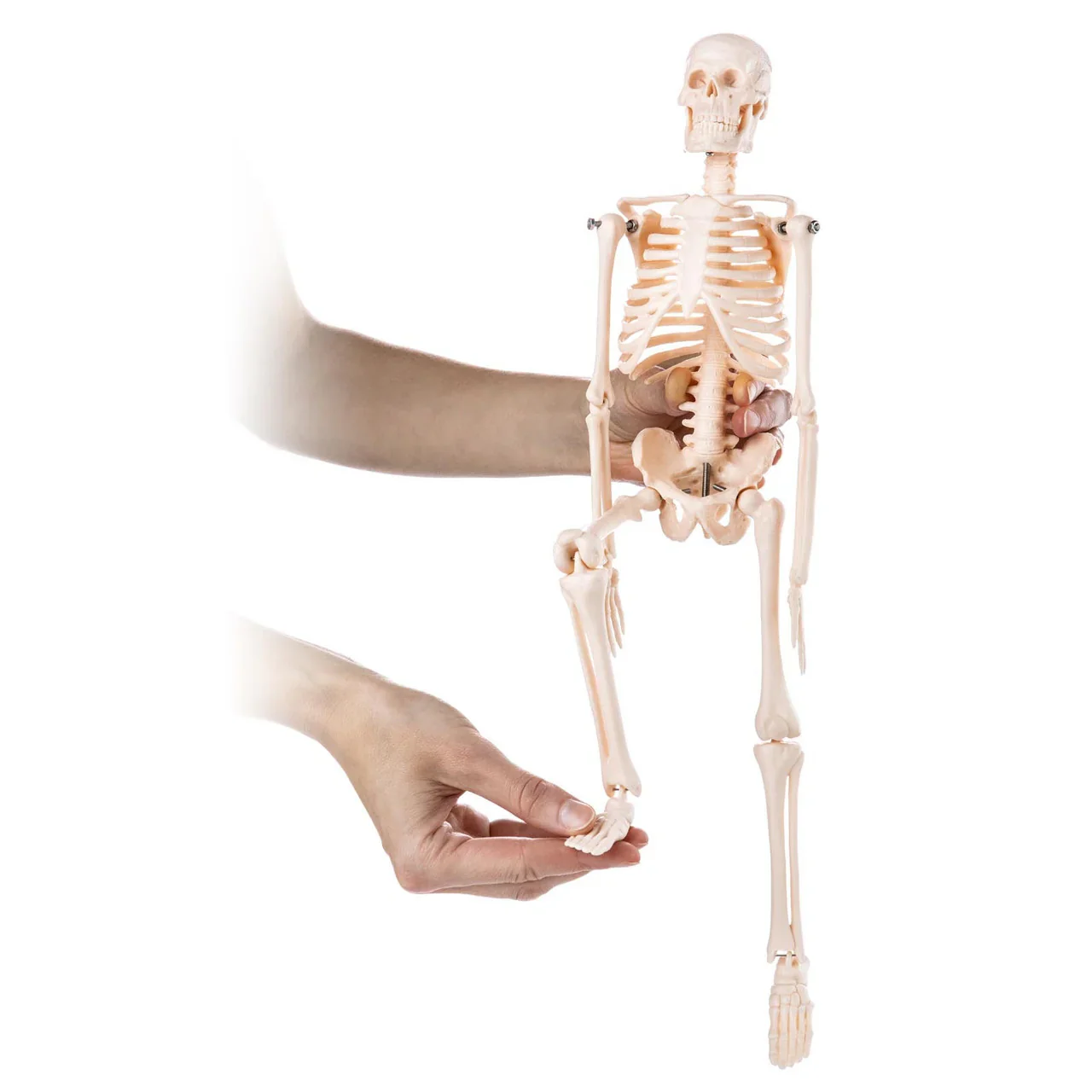 Desktop Mini Skeleton Model - Image 3