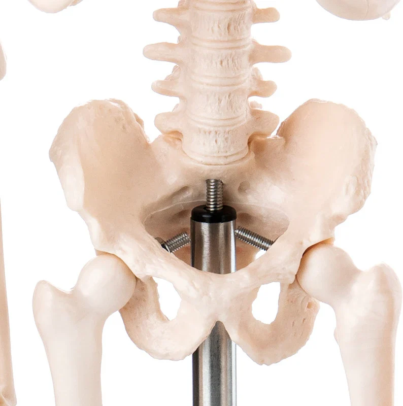 Desktop Mini Skeleton Model - Image 4