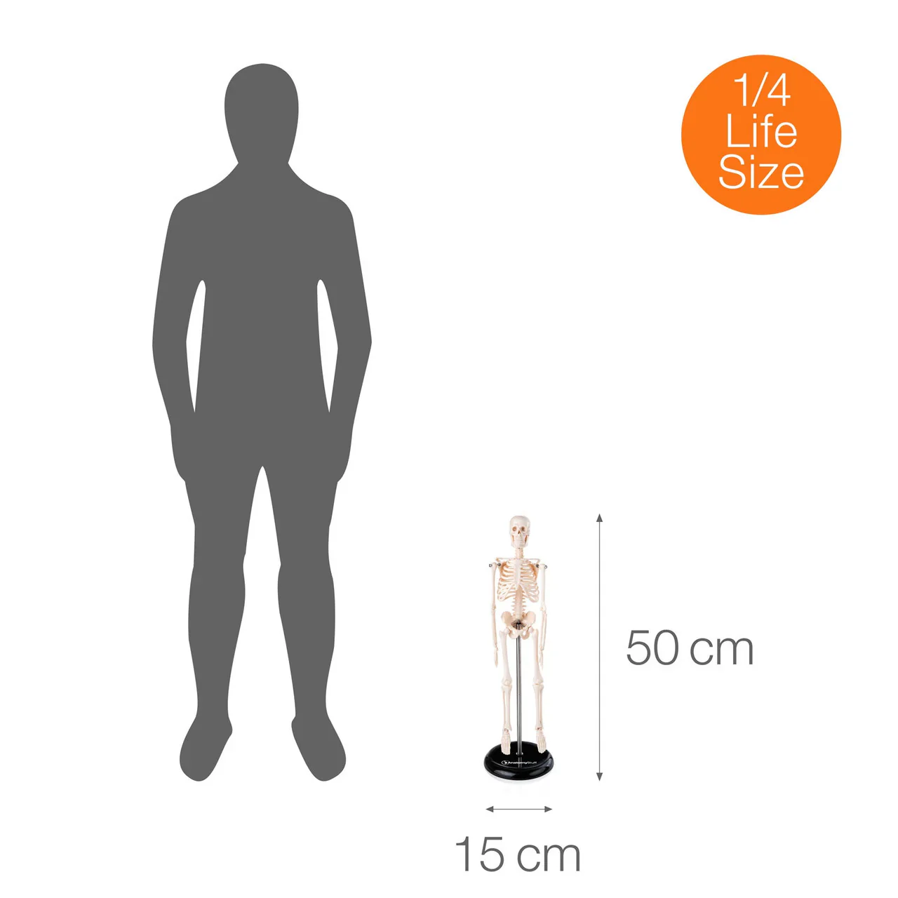 Desktop Mini Skeleton Model - Image 5