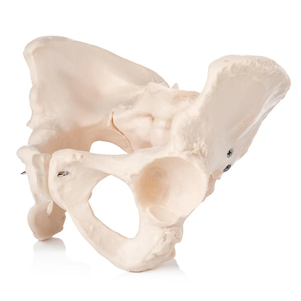 Female Pelvis Model - Image 4