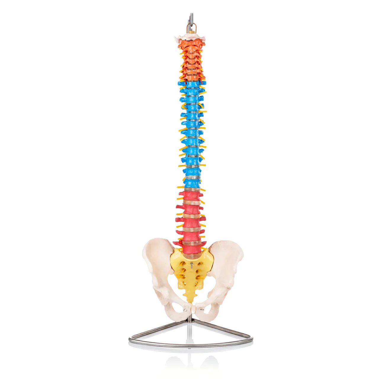 Flexible Didactic Spine Model with Pelvis - Image 2