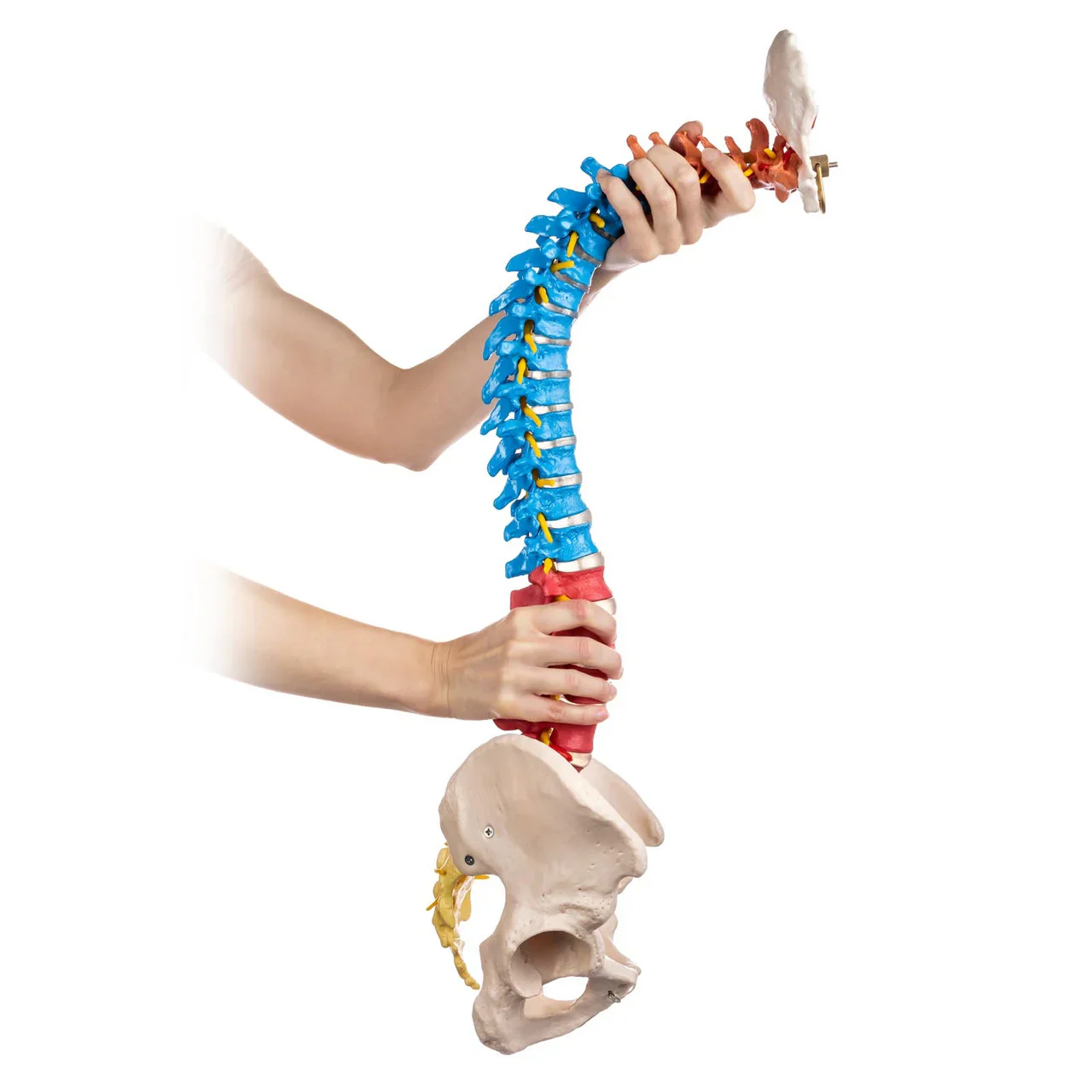 Flexible Didactic Spine Model with Pelvis - Image 3
