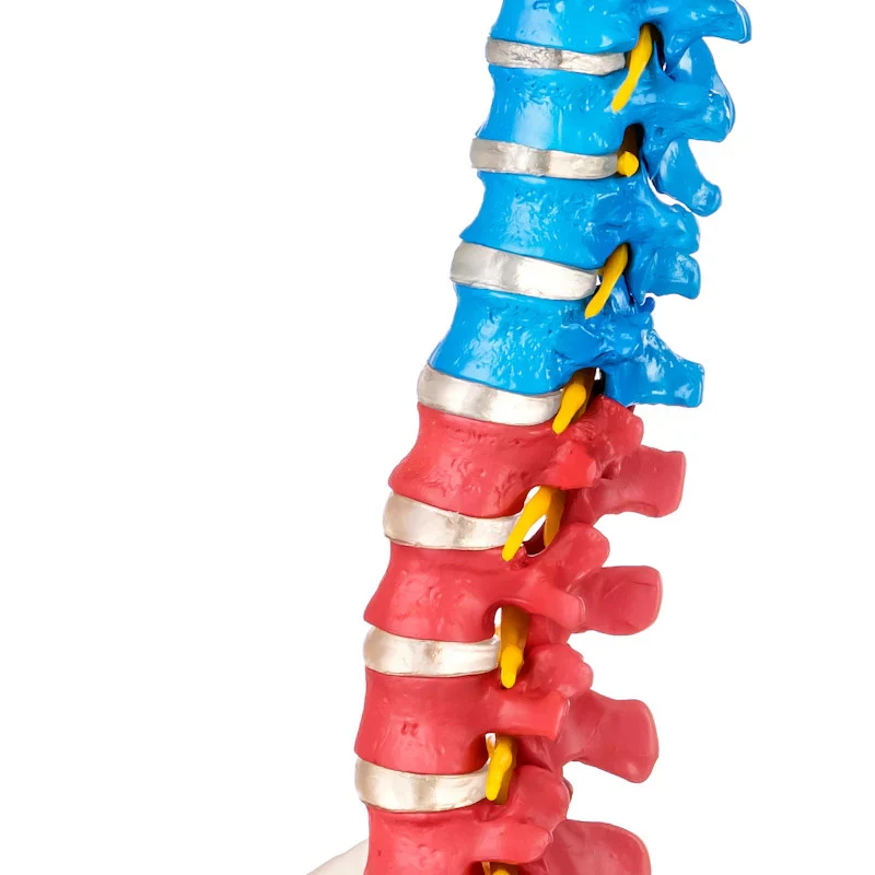 Flexible Didactic Spine Model with Pelvis - Image 4