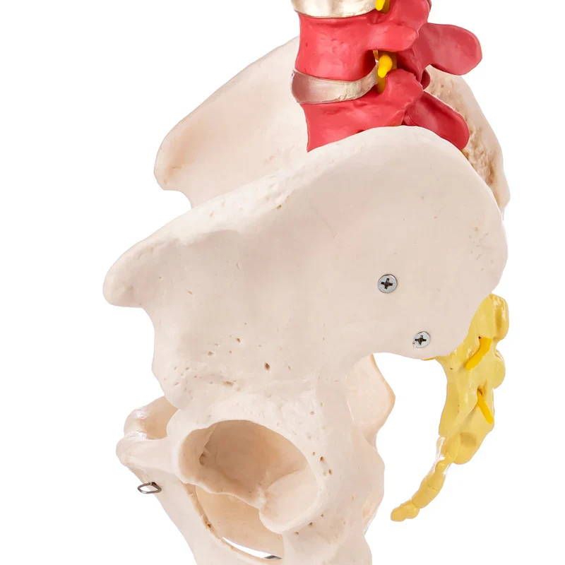 Flexible Didactic Spine Model with Pelvis - Image 5