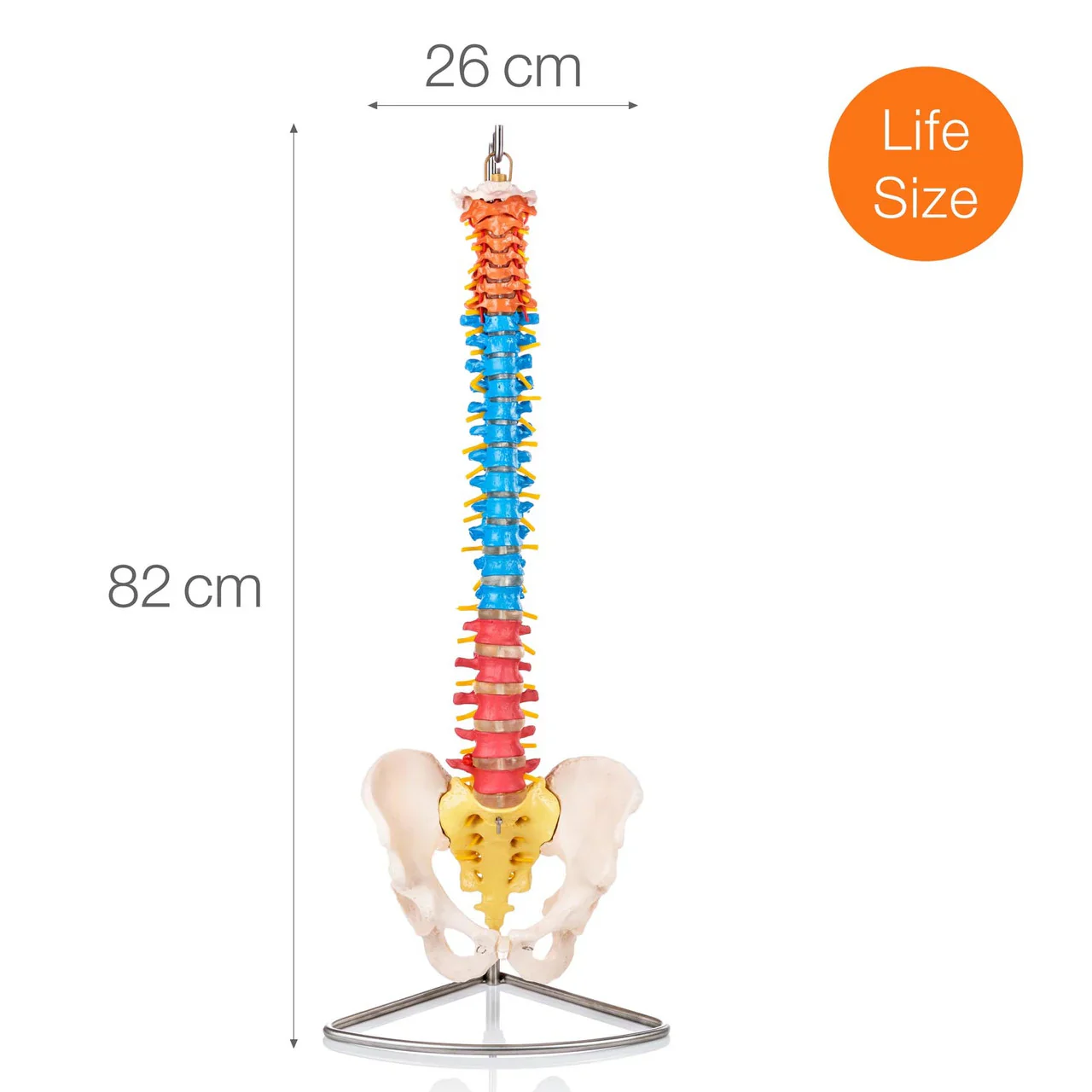 Flexible Didactic Spine Model with Pelvis - Image 6