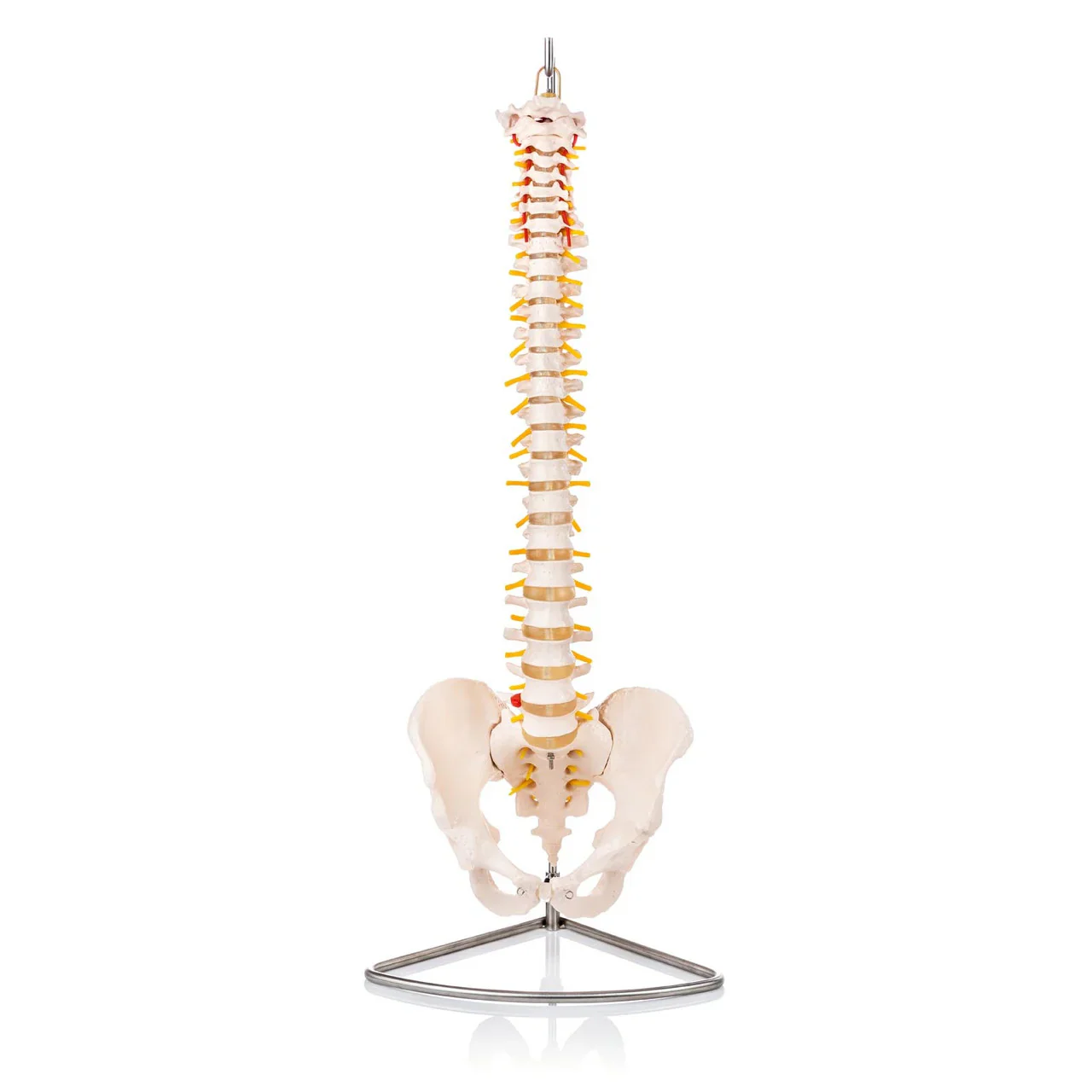 Flexible Spine Model with Pelvis - Image 2