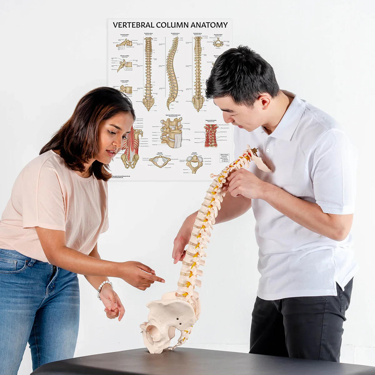 Flexible Spine Model with Pelvis - Image 6