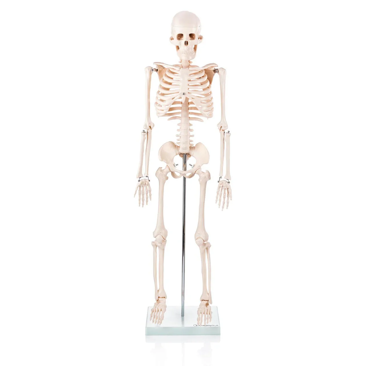 Half Size Skeleton Model