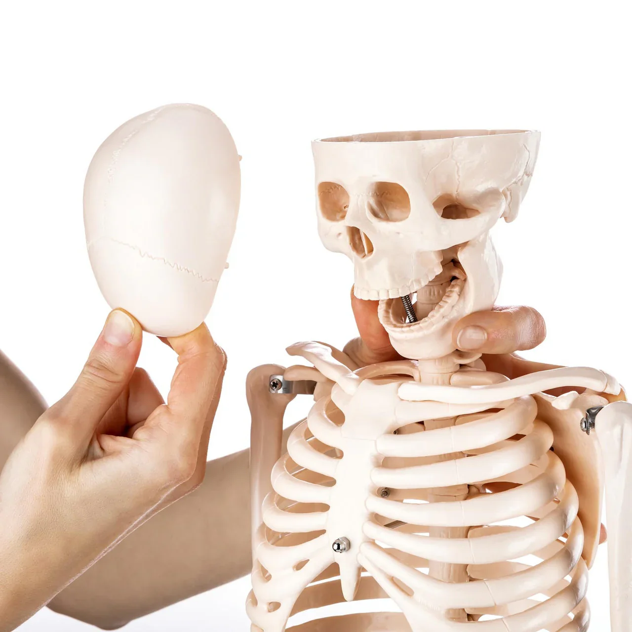 Half Size Skeleton Model - Image 6