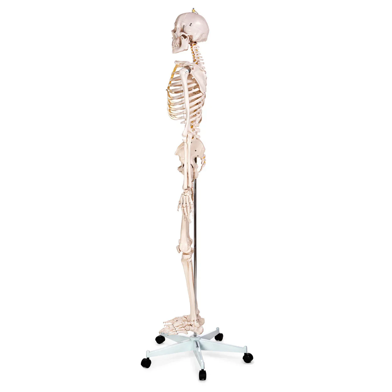 Life-Size Skeleton Model - Image 4