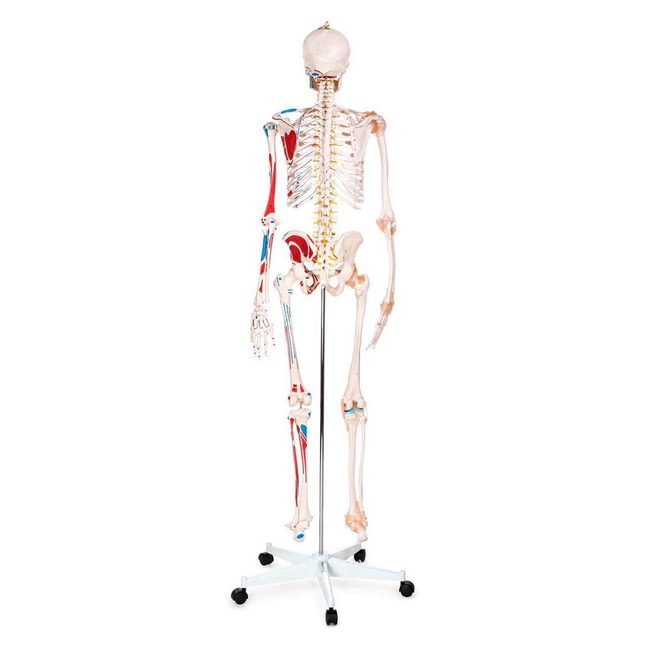 Skeleton Model with Muscles and Ligaments - Image 2