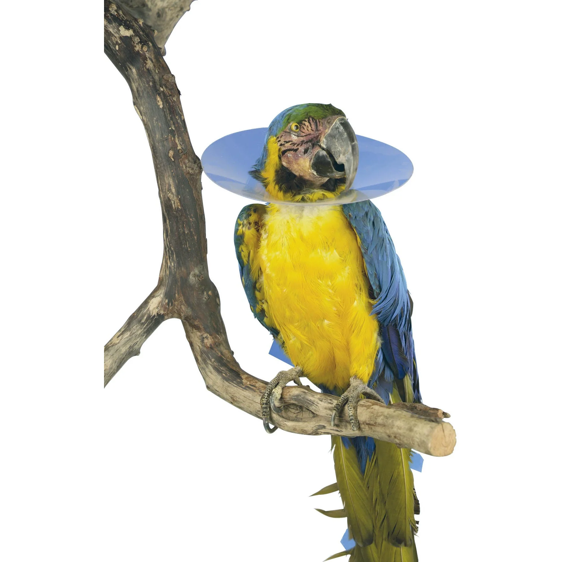 Buster Bird Collar 80mm X 10 Spx