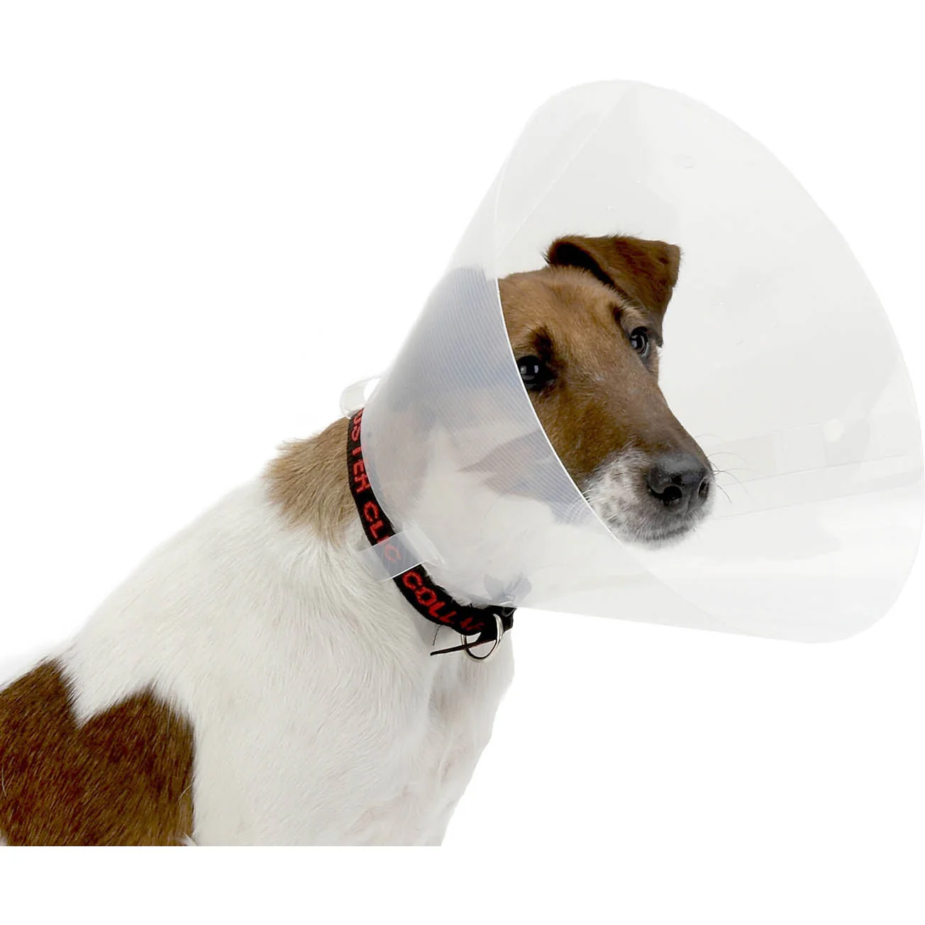 Buster Clic Collar 20cm (Clear) 10pk
