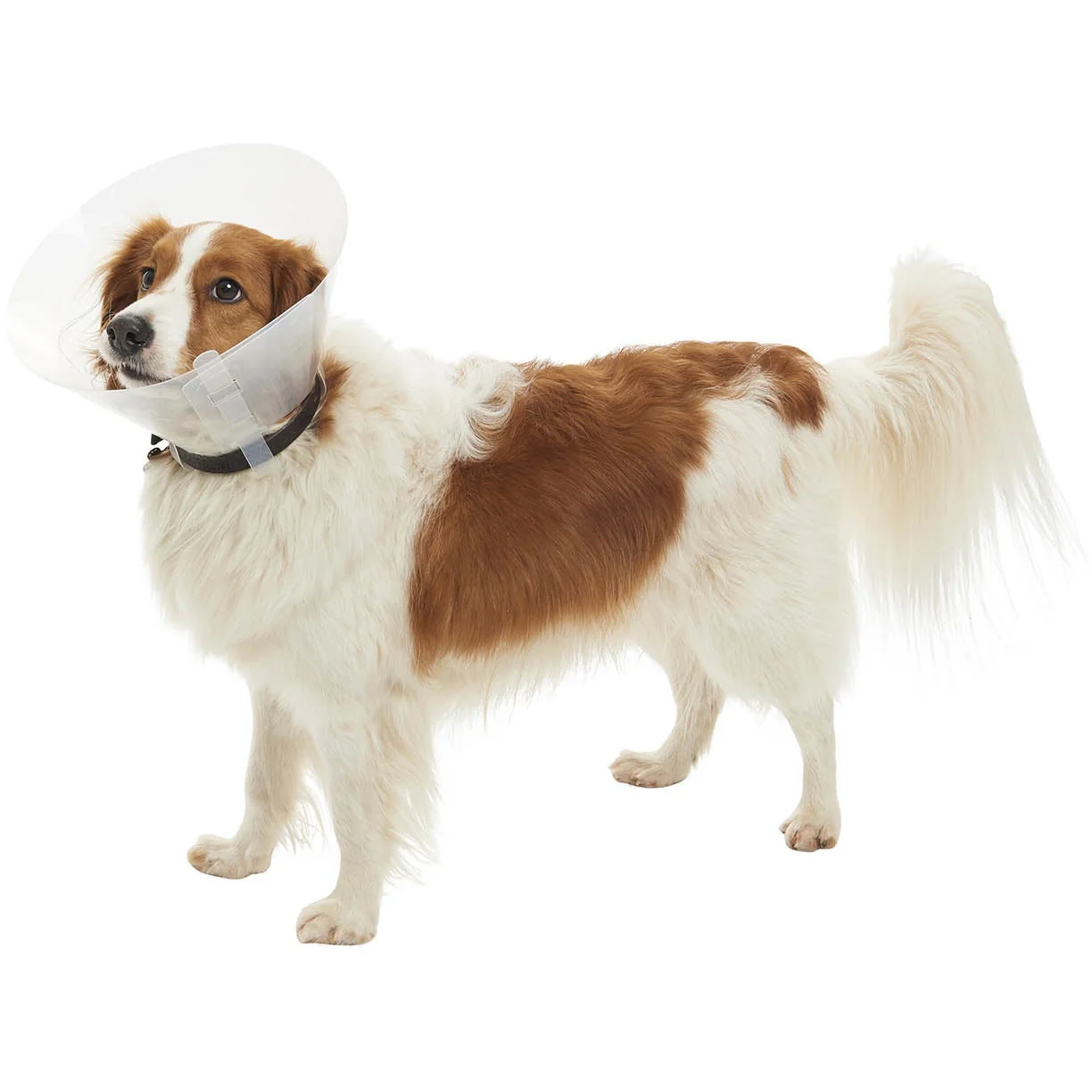 Buster Collar Transparent 30cm X 10