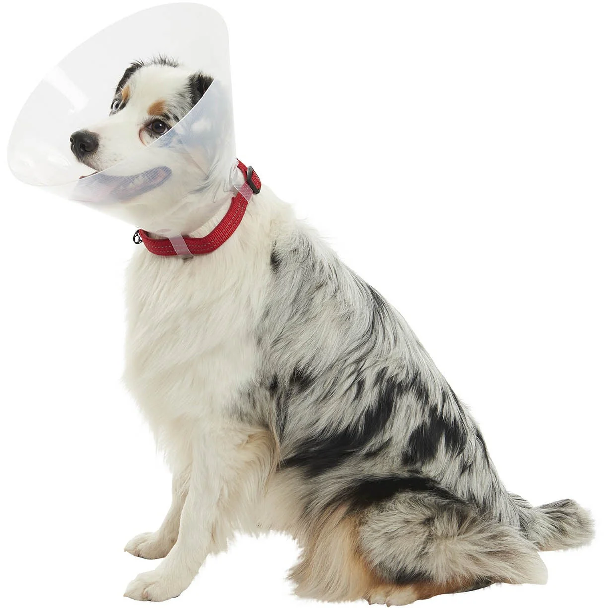 Buster Collar Transparent 30cm X 10 - Image 3