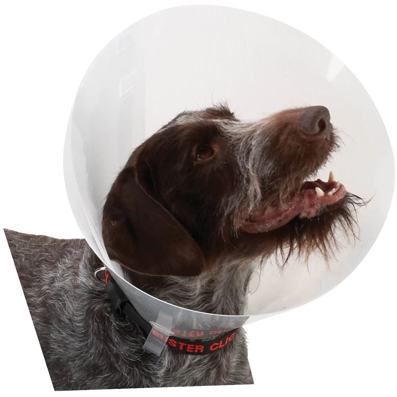 Buster Collar Transparent 30cm X 10 - Image 4