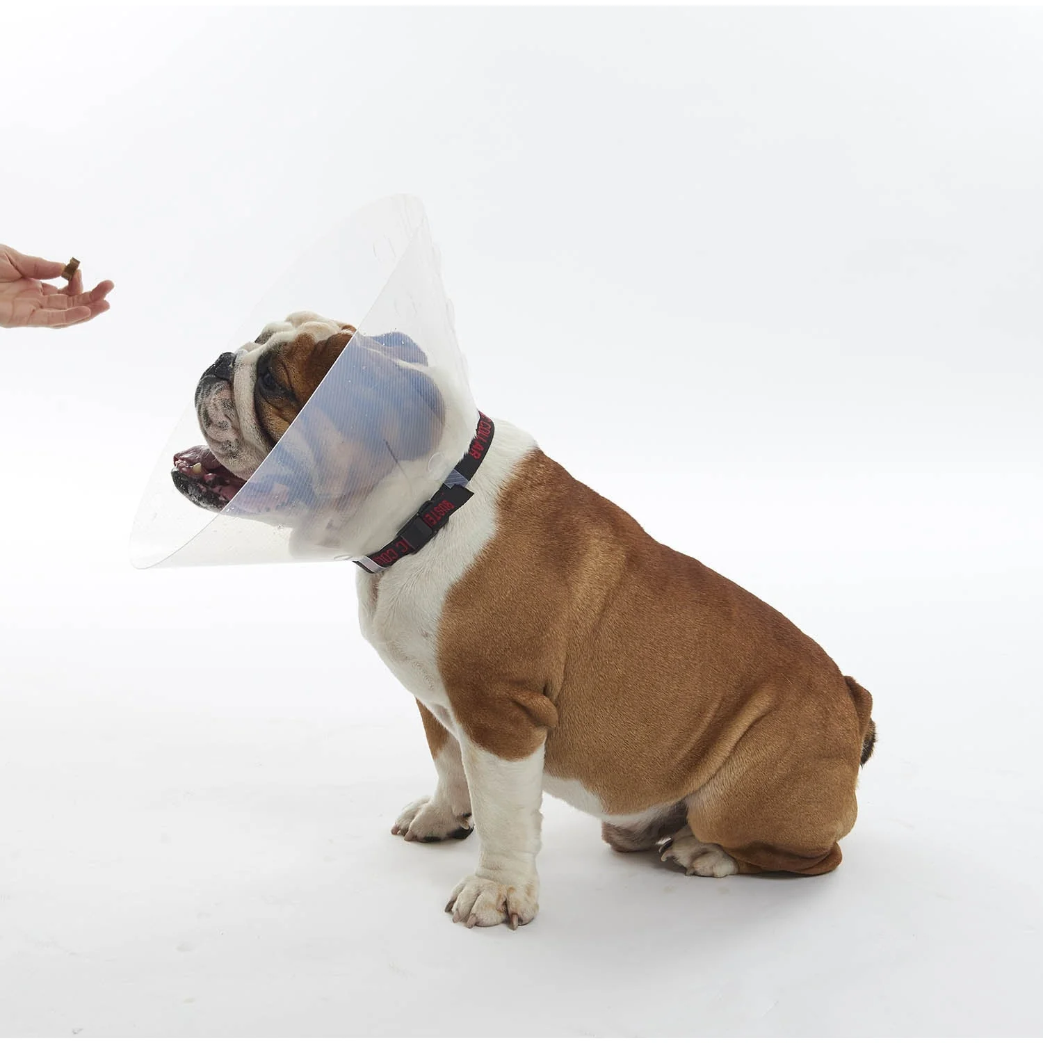 Buster E-Collar For Dogs Large - Pack of 10 - Image 4