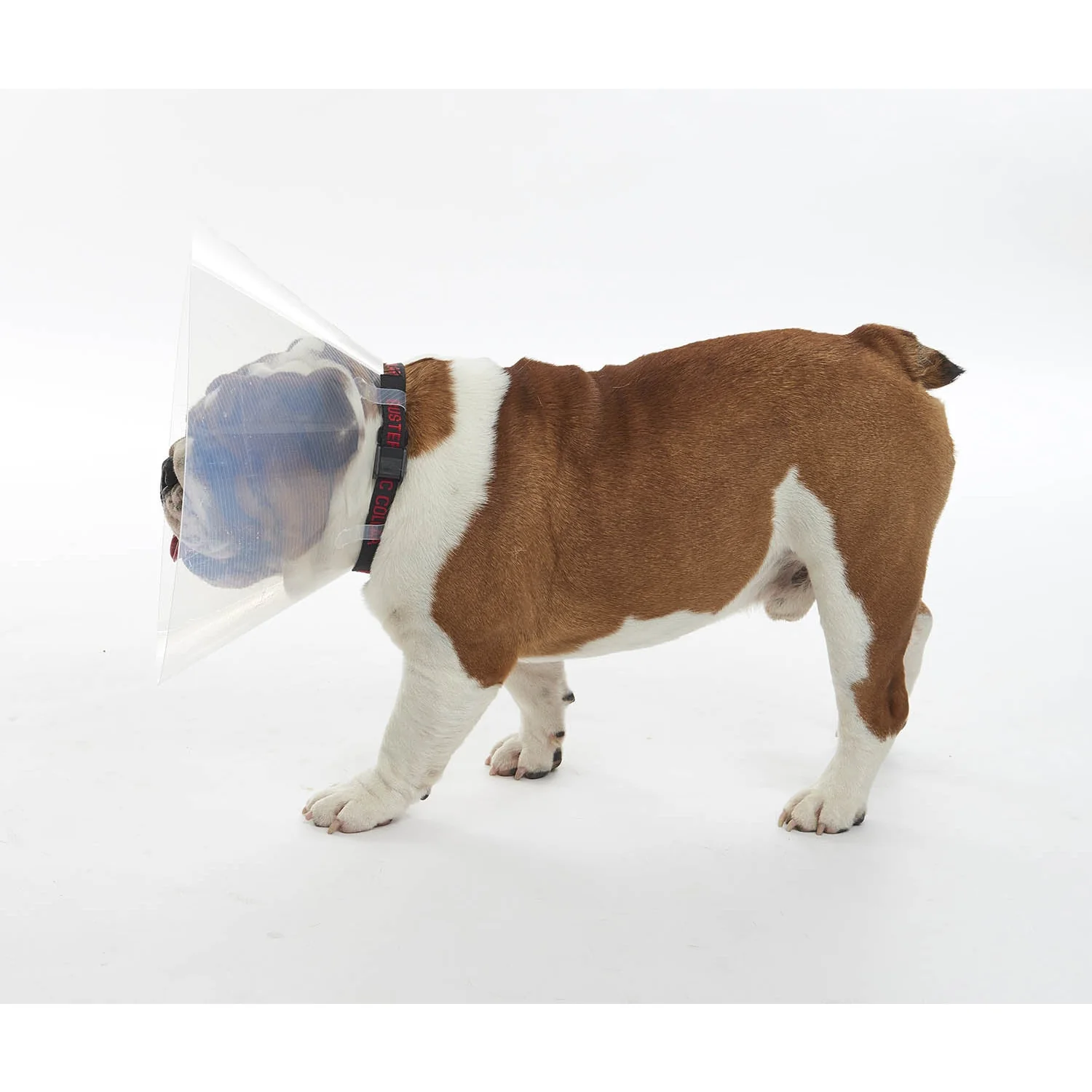 Buster E-Collar For Dogs Large - Pack of 10 - Image 7