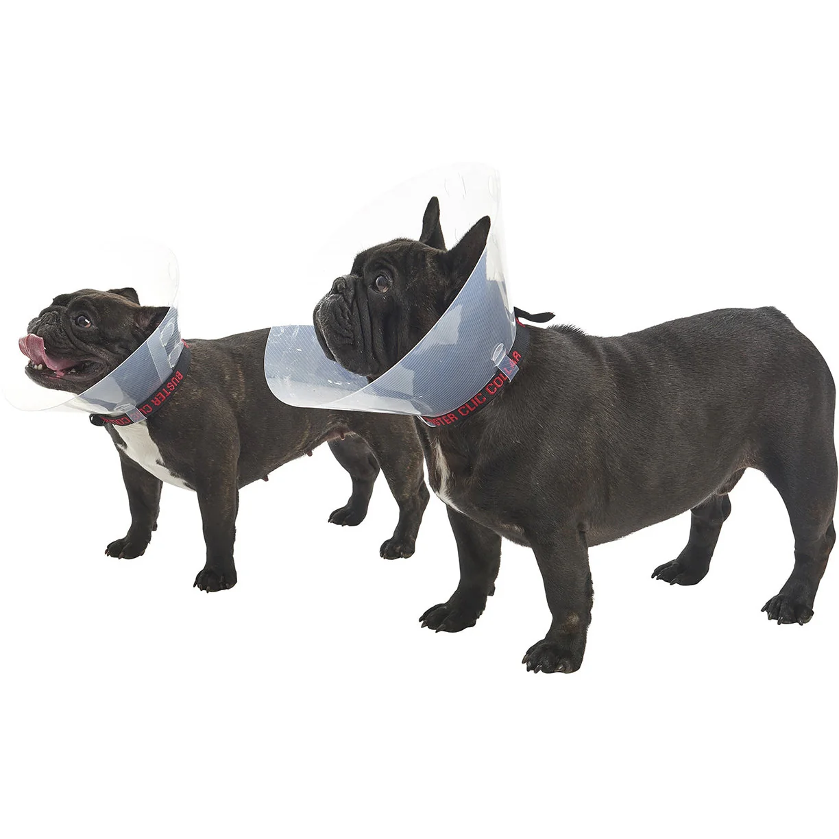 Buster E-Collar For Dogs Medium - Pack of 10