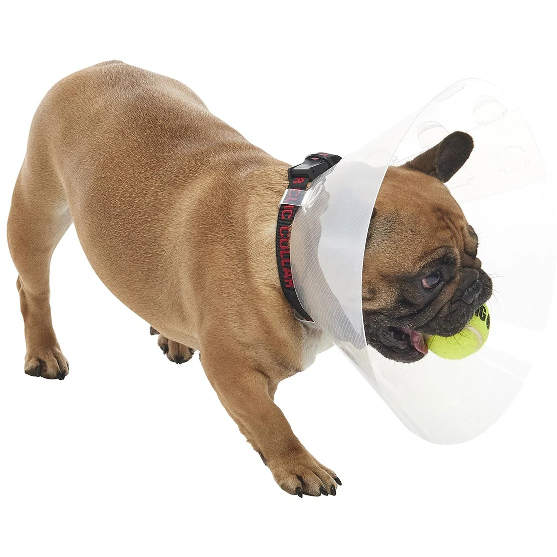 Buster E-Collar For Dogs Medium - Pack of 10 - Image 10