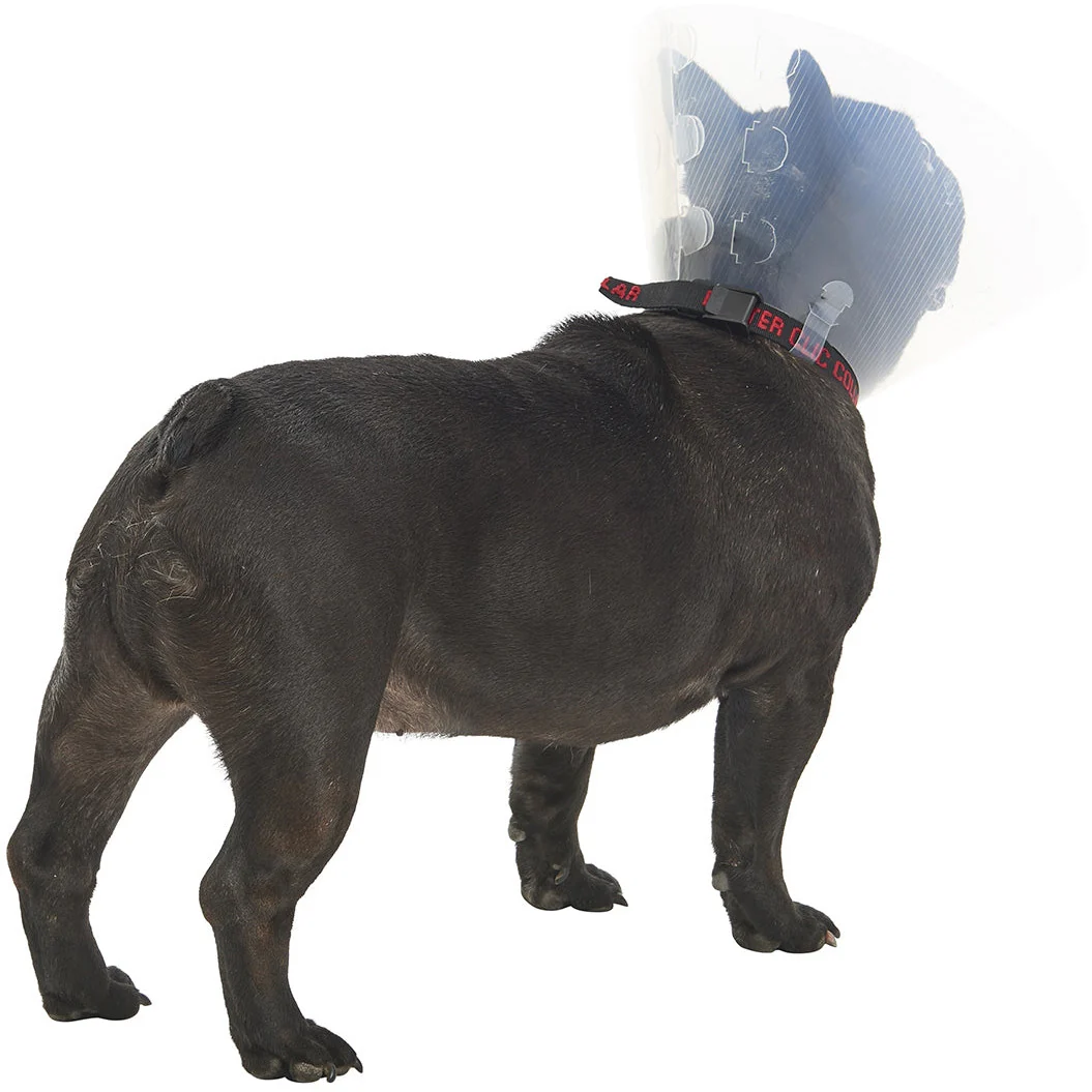 Buster E-Collar For Dogs Medium - Pack of 10 - Image 5