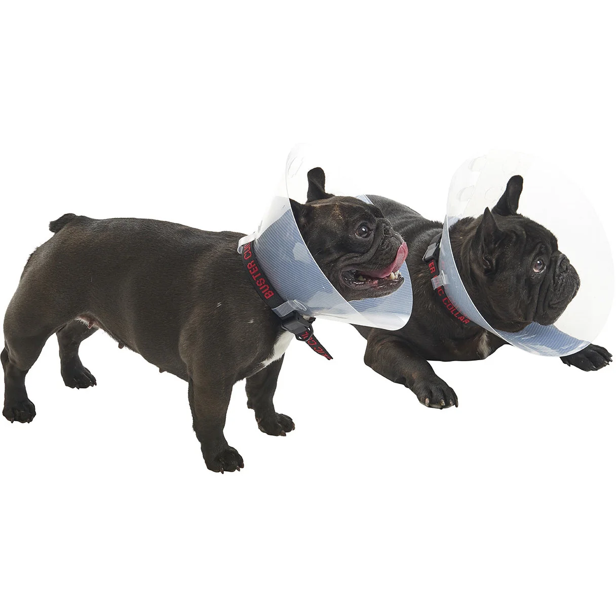 Buster E-Collar For Dogs Medium - Pack of 10 - Image 6