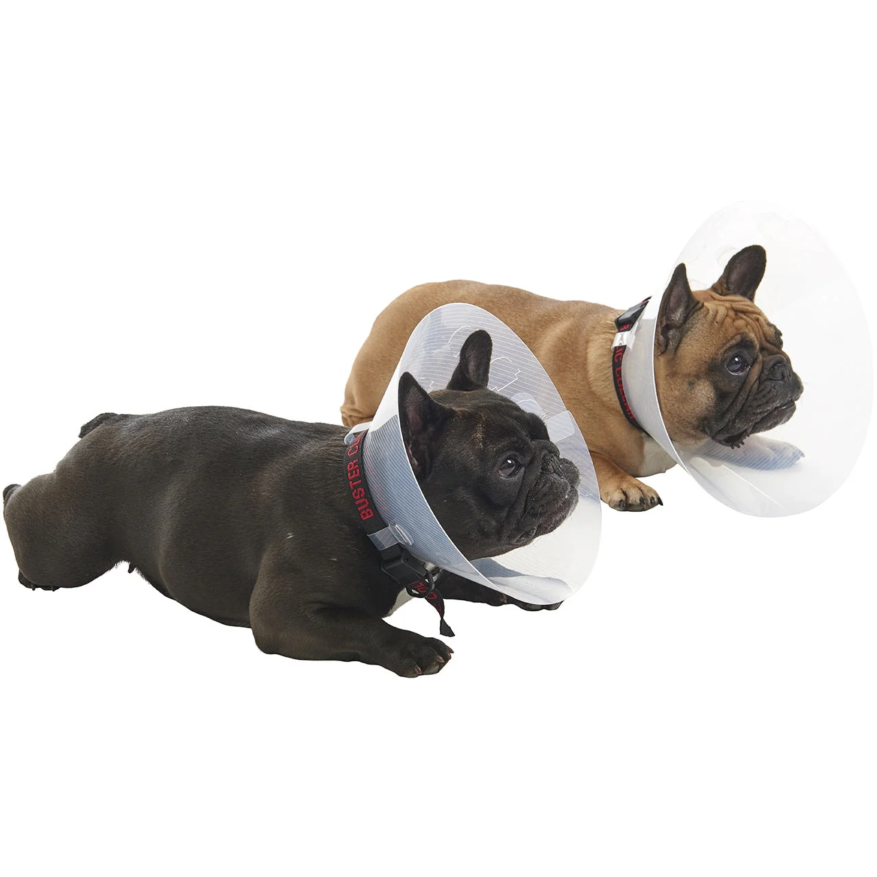 Buster E-Collar For Dogs Medium - Pack of 10 - Image 8