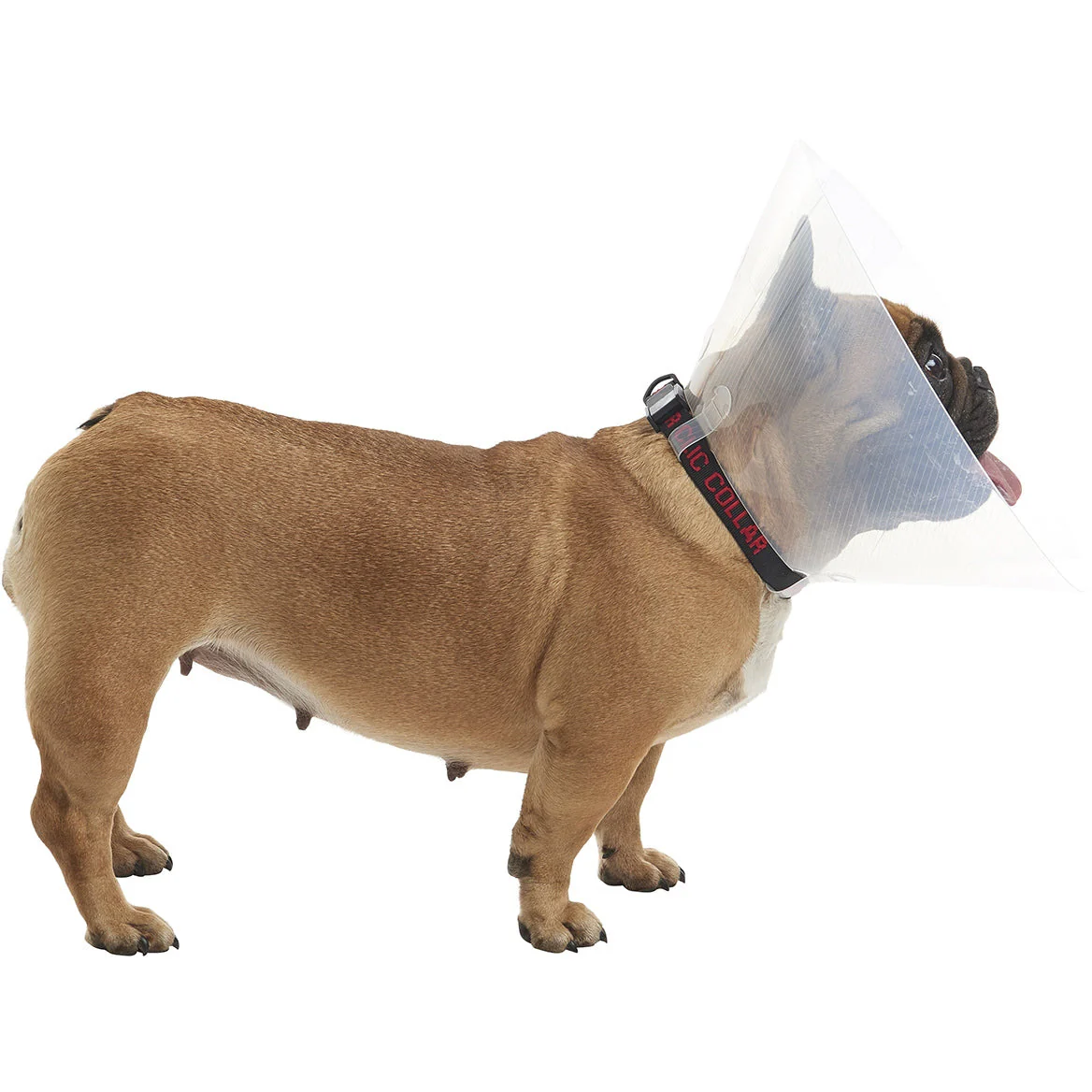 Buster E-Collar For Dogs Medium - Pack of 10 - Image 9