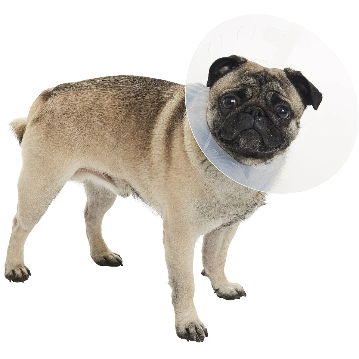 Buster E-Collar For Dogs Small - Pack of 10